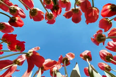 Up view of concentric setting of red tulips pointing to a blue vivid spring s Stock-Fotos