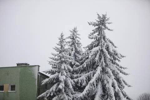 View of conifer crowns covered with a layer of fresh snow Stock-Fotos