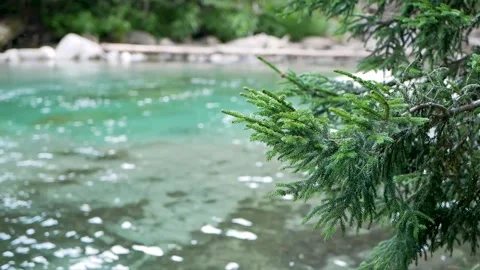 View of coniferous branches against the background of azure river water Stock Footage 138597372