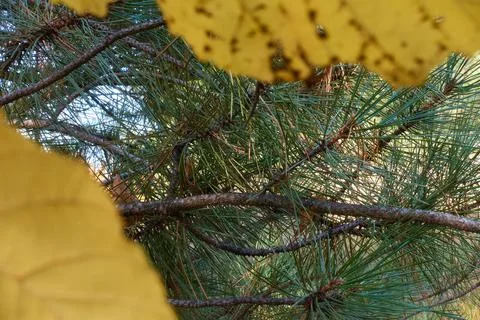 View of coniferous branches through yellow leaves Stock Photos