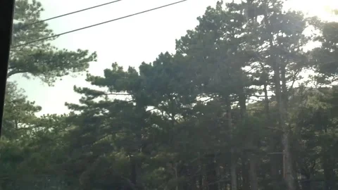 View of the coniferous forest from the cable car at Ay Petri Crimea Stock Footage 82299042