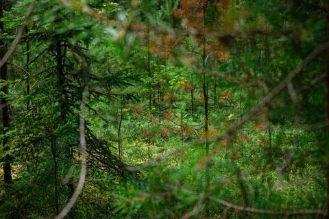 View of the coniferous forest through the branches of trees and bushes. Green Stock Photos