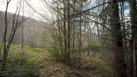 View of a coniferous forest. Tracking shot of trees Stock Footage 129767584