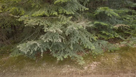 View of a coniferous forest. Tracking shot of trees Stock Footage 129769557
