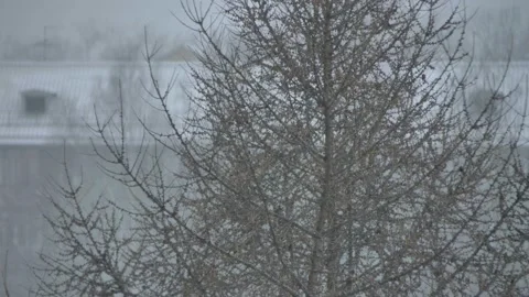 View of the coniferous tree snow and wind Stock Footage 88141042