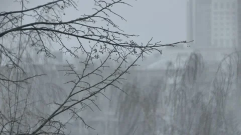 View of the coniferous tree snow and wind2 Stock Footage 88141704