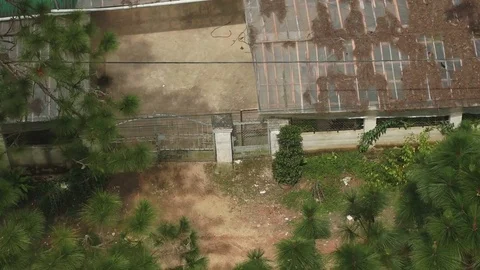 View of coniferous trees Stock-Footage 73625060