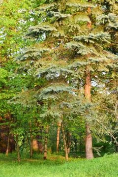 View of coniferous trees in spring botanical garden Stock Photos