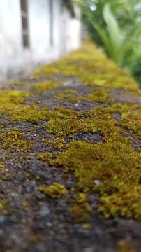 View of the cool green moss Stockfoto's