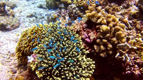 View of coral reef with blue fish, Philippines. Stock Footage 341453969