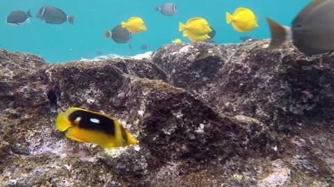 View of coral reef, floating fish in the Red Sea Stock Footage 223517391