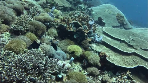 View of coral reef in Indonesia Video stock 343683093