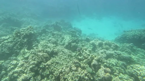 View coral reef under crystal clear water, sea ripples reflected. 動画素材 254386845