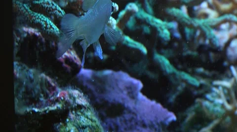 View to the corals and tropical fish in an aquarium. Stock Footage 61265217