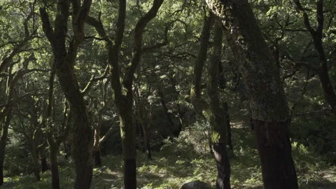 View cork oak forest. vertical pan Through Plantation of Cork Oak Trees Stock Footage 147927432
