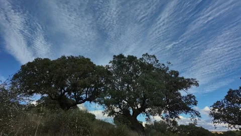 View of cork oak trees under a wispy blue sky, Portugal. Видео 335602068