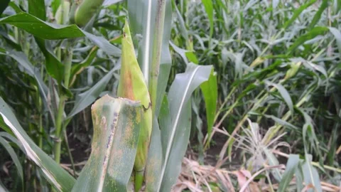 View of the corn field after being hit by strong winds when it rains 스톡 동영상 258417915