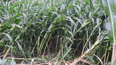 View of the corn field after being hit by strong winds when it rains 스톡 동영상 258417916