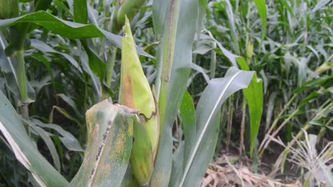 View of the corn field after being hit by strong winds 스톡 동영상 258417936