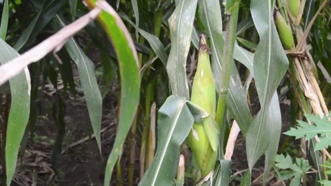 View of the corn field after being hit by strong winds 스톡 동영상 258417945