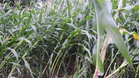 View of the corn field after being hit by strong winds when it rains 库存影片 258418021