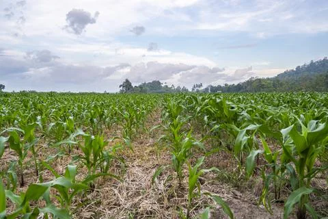 View of the corn field in the afternoon. corn garden background. Stock Photos