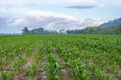View of the corn field in the afternoon. corn garden background. Stock Photos