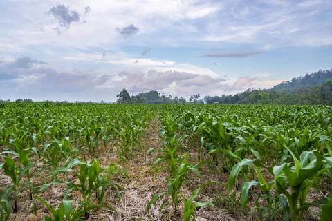 View of the corn field in the afternoon. corn garden background. Stock Photos