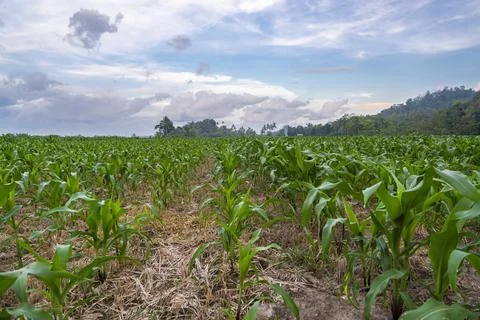 View of the corn field in the afternoon. corn garden background. Stock Photos