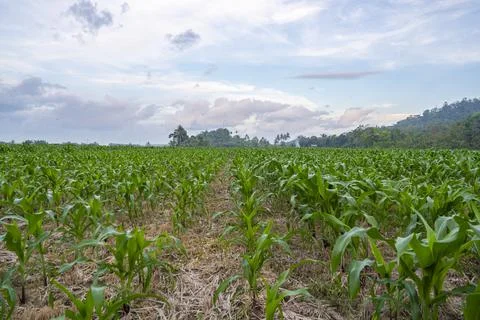 View of the corn field in the afternoon. corn garden background. Stock Photos