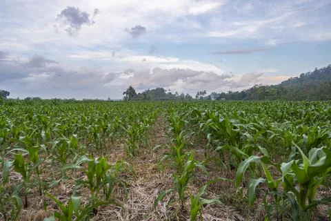 View of the corn field in the afternoon. corn garden background. Stock Photos