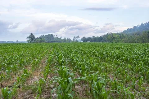 View of the corn field in the afternoon. corn garden background. Stock Photos