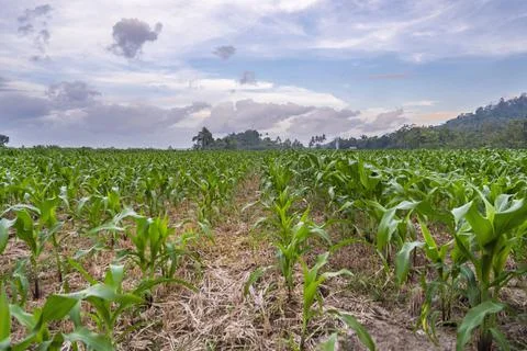 View of the corn field in the afternoon. corn garden background. Stock Photos