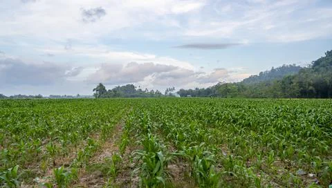 View of the corn field in the afternoon. corn garden background. Stock Photos