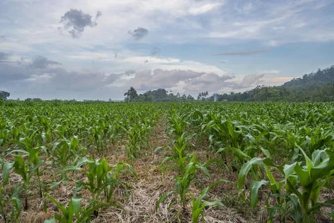 View of the corn field in the afternoon. corn garden background. Stock Photos