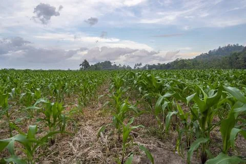 View of the corn field in the afternoon. corn garden background. Stock Photos