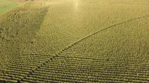 View of corn field from drone Stock Photos