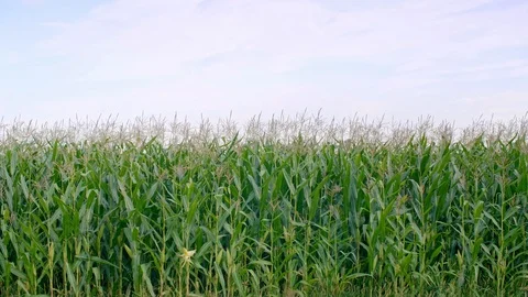 View of corn field Stock-Footage 94861417