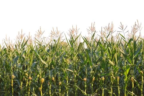 View of a Corn field isolated on white background Stock Photos