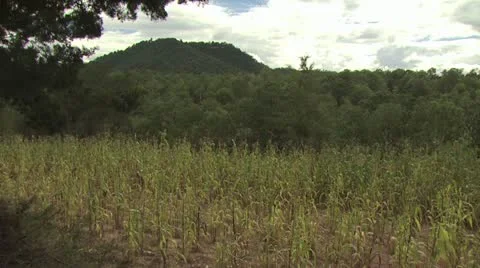 View of Corn Field with Mountains and Forest in the Background 스톡 동영상 19172767