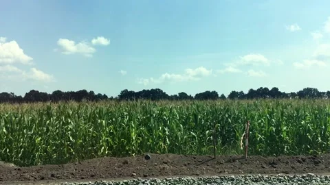 View of corn field from moving car. Green Summer corn field. Stock Footage 161953183