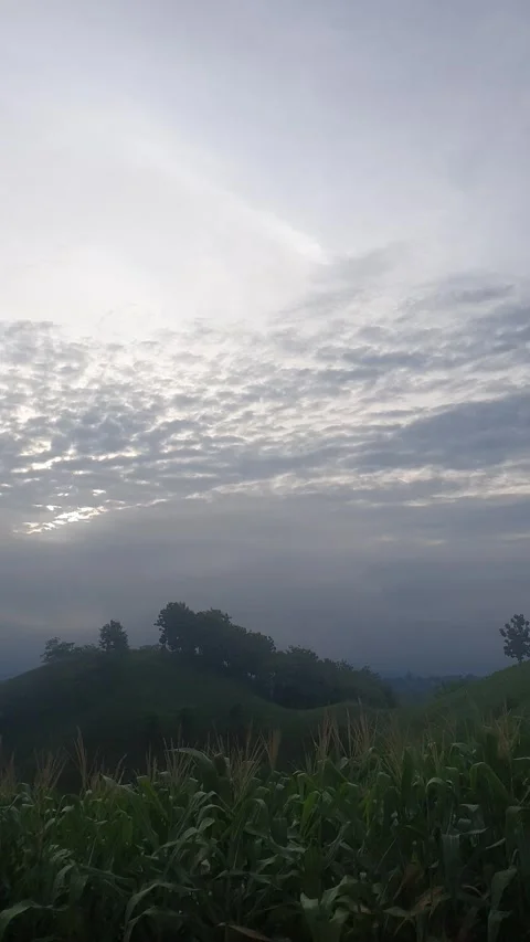 View of corn plantation and mountains 库存影片 298370787