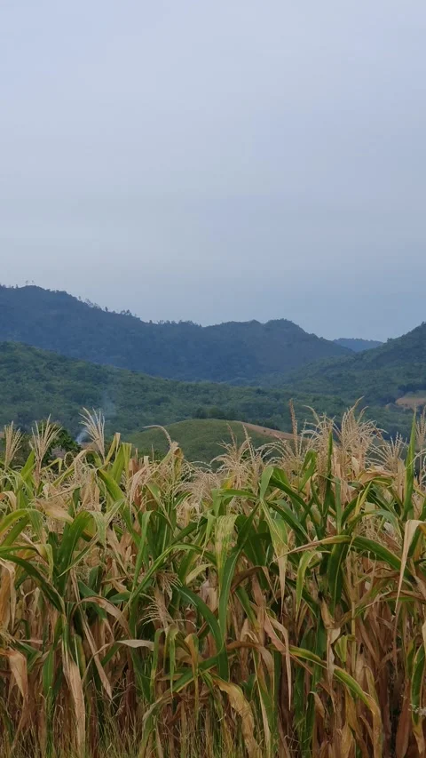 View of a corn plantation in a rural area in Indonesia Stock Footage 329303885