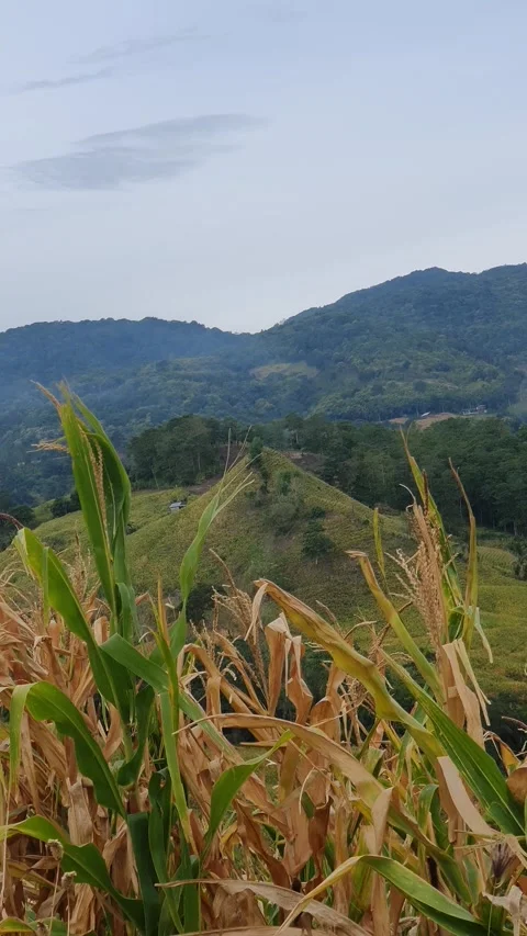 View of a corn plantation in a rural area in Indonesia Stock Footage 329303889
