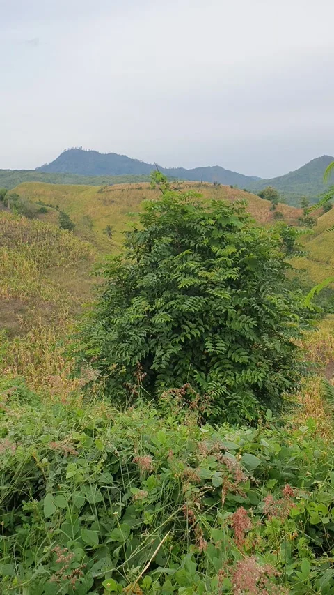 View of a corn plantation in a rural area in Indonesia Stock Footage 329310831