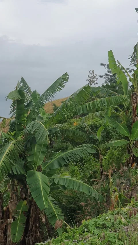 View of a corn plantation in a rural area in Indonesia Stock Footage 329311510