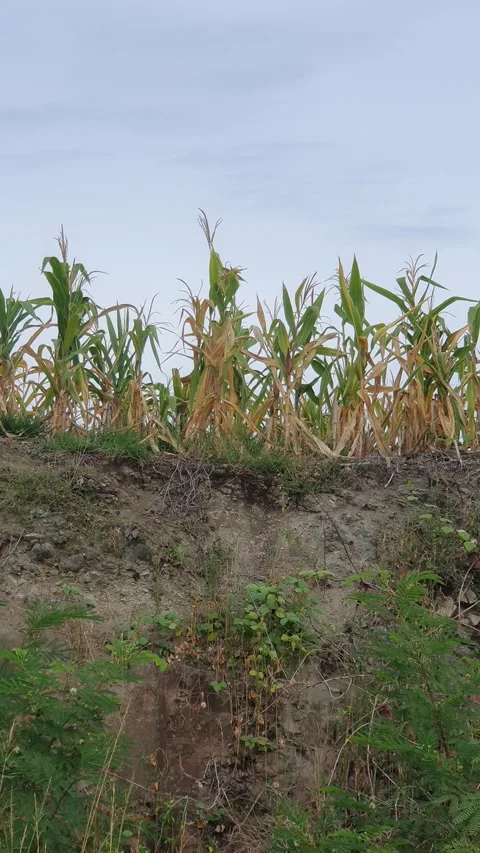 View of a corn plantation in a rural area in Indonesia Stock Footage 329311642