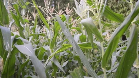 View of corn plants with corn flowers 스톡 동영상 231239644