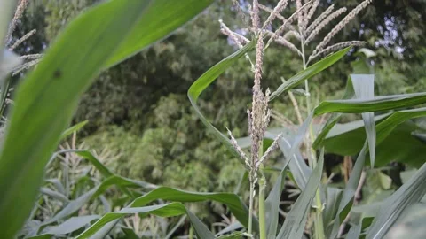 View of corn plants with corn flowers 스톡 동영상 231239795