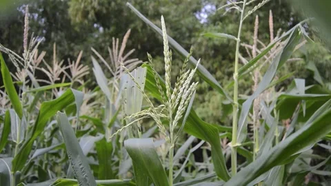 View of corn plants with corn flowers 스톡 동영상 231239799